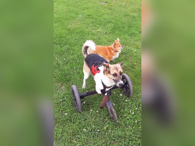 Kenny ❤️ sanfte Handicap-Hündin sucht ein kuscheliges Körbchen