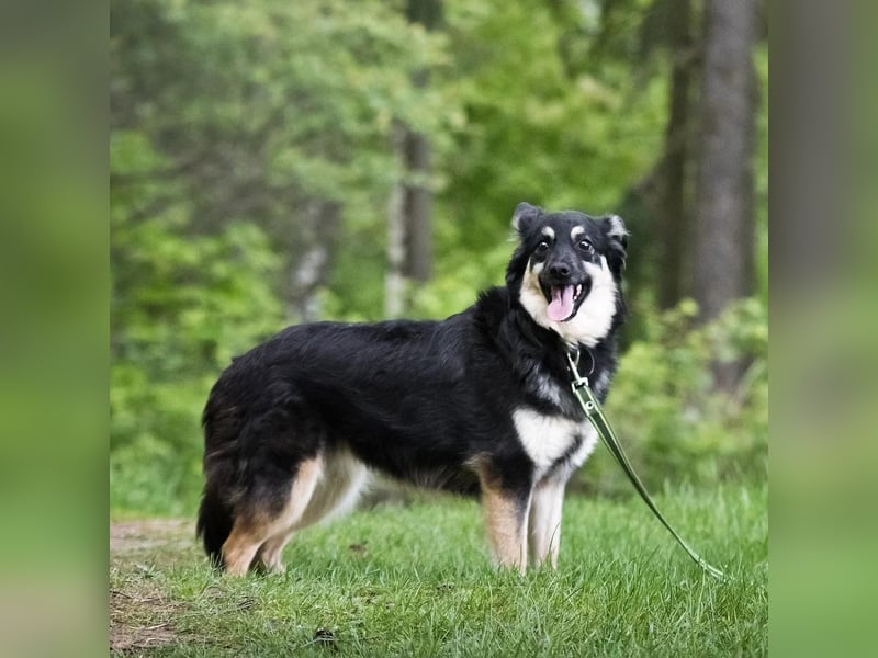 Zarte Tierschutzhündin Julia❤️  in 01145 Radebeul sucht Pflege- oder Endstelle