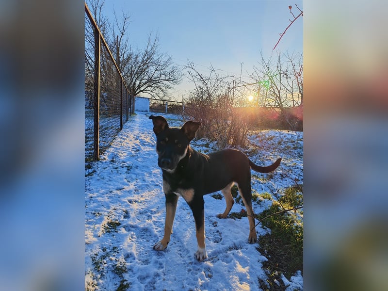 Sam ❤️ lebensfroher Wirbelwind sucht aktive Menschen