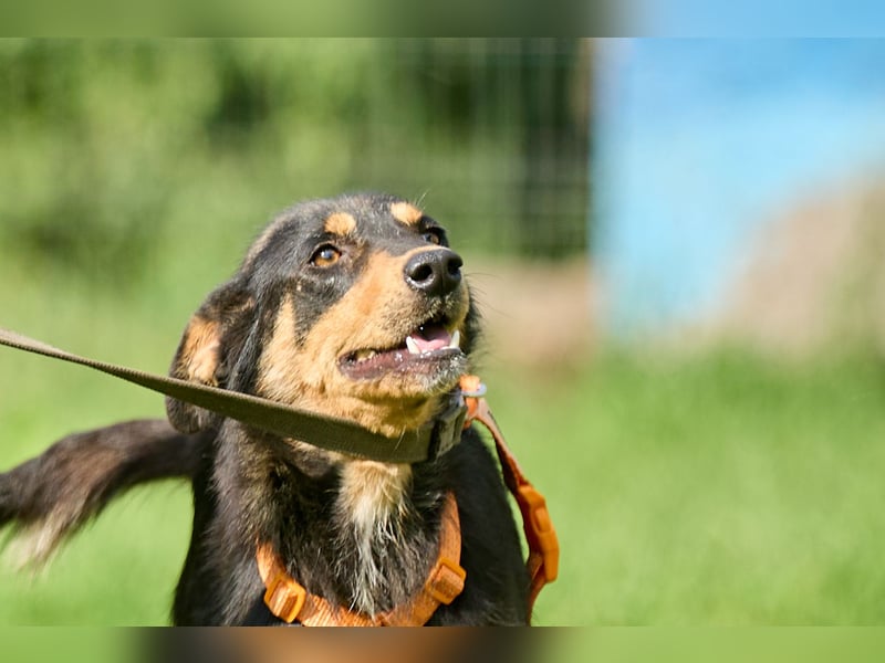 Vesna ❤️ Verschmuste junge Hündin sucht ein liebevolles Zuhause