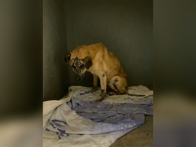 Ryzhyk ❤️  - wahre Schönheit kommt von innen