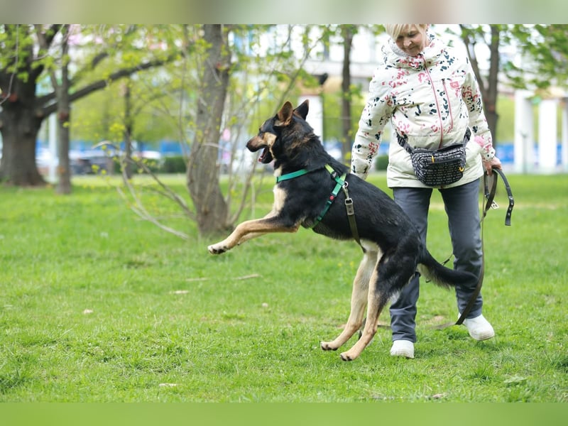 Junge freundliche Hündin Lora ❤️ sucht Familie oder Pflegestelle