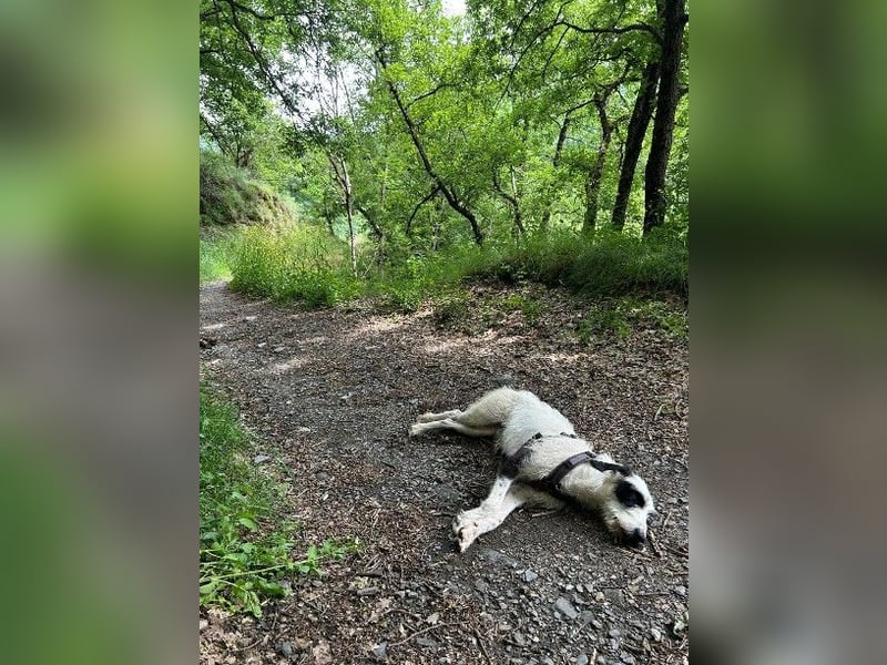 Herzenshund Piet ❤️ wartet auf sein Perfect Match