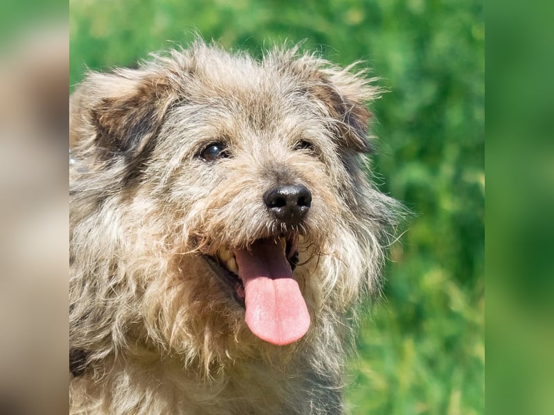 Tobi ❤️ ein lieber Schatz sucht Geborgenheit