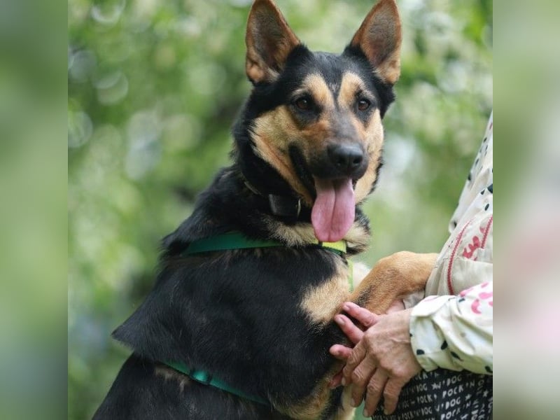 Junge freundliche Hündin Lora ❤️ sucht Familie oder Pflegestelle