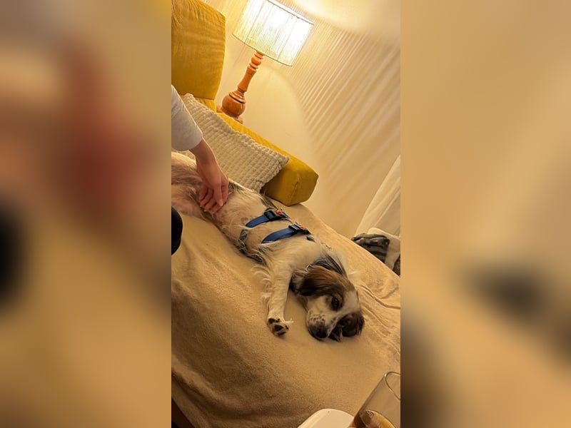 Faya ❤️ Kleine Kuschelprinzessin sucht ihre Herzensmenschen