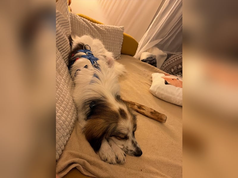 Faya ❤️ Kleine Kuschelprinzessin sucht ihre Herzensmenschen