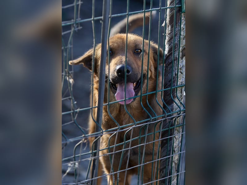 Maxi ❤️ Vom Tierheim ins Leben