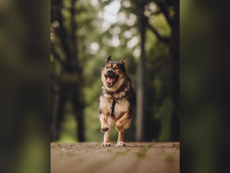 Freundliche und fröhliche Dana ❤️ sucht ihre Familie