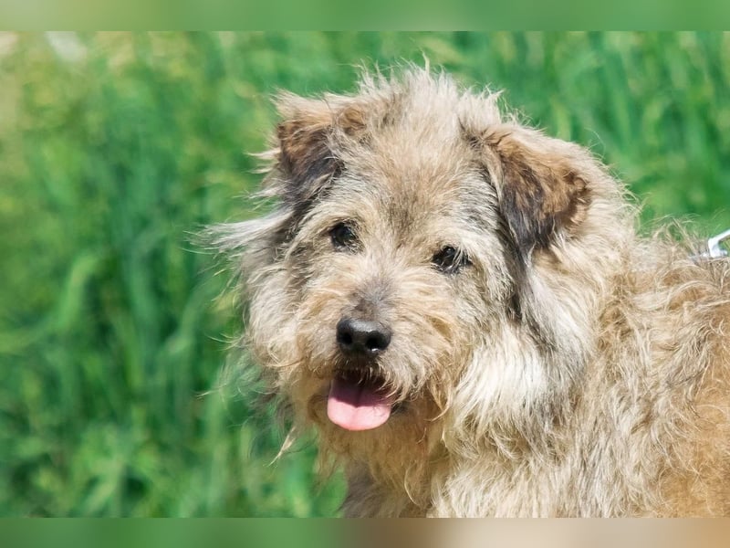 Tobi ❤️ ein lieber Schatz sucht Geborgenheit
