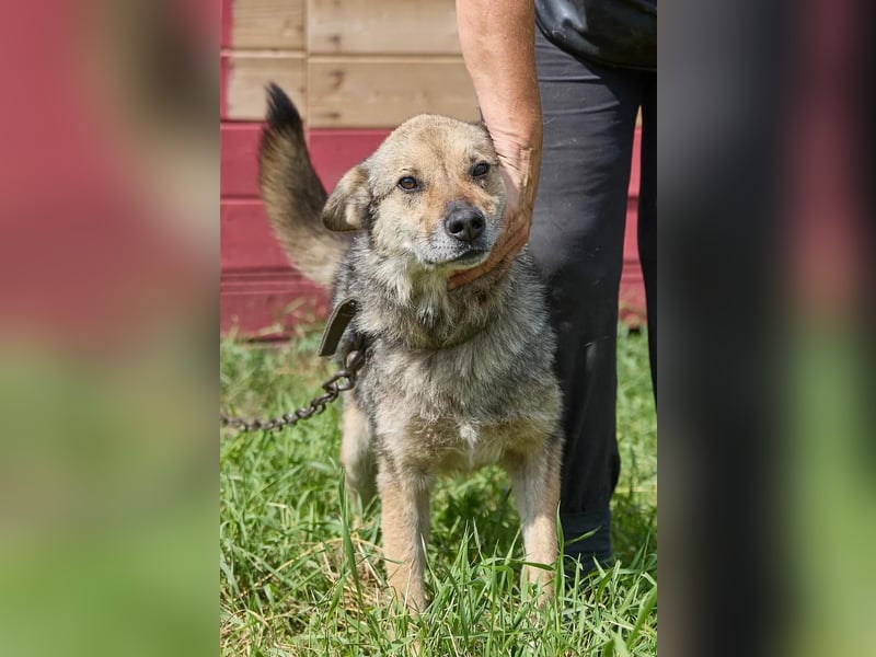 Verschmuster Nestor ❤️ in 86492 Egling sucht Menschen mit Herz