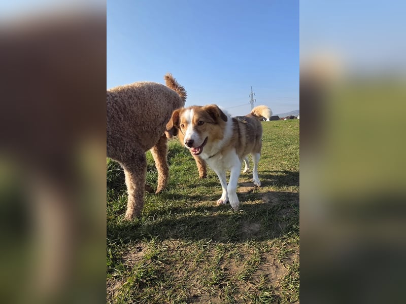 Hundedame Pinky❤️sucht ruhiges Zuhause