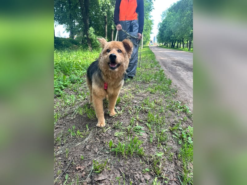 Liebenswerter Pushok ❤️ aus dem Tierschutz sucht sein Glück