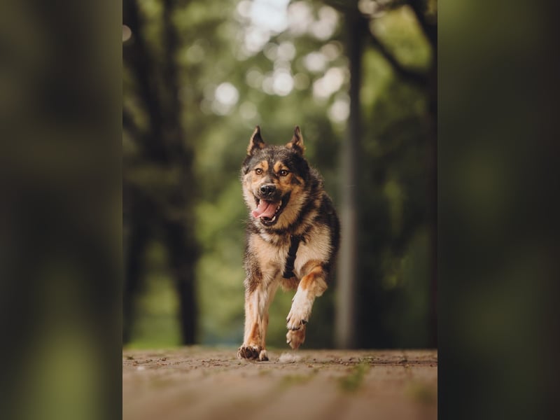 Freundliche und fröhliche Dana ❤️ sucht ihre Familie