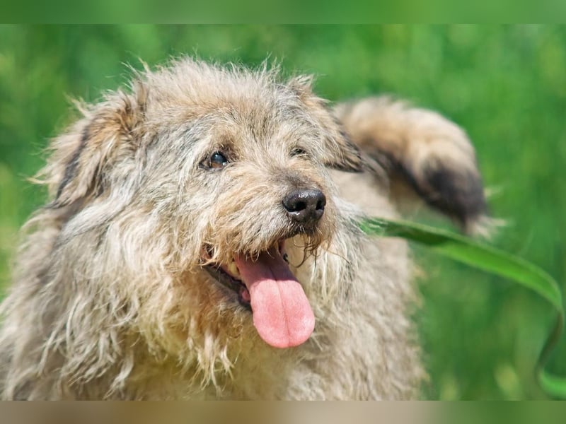 Tobi ❤️ ein lieber Schatz sucht Geborgenheit