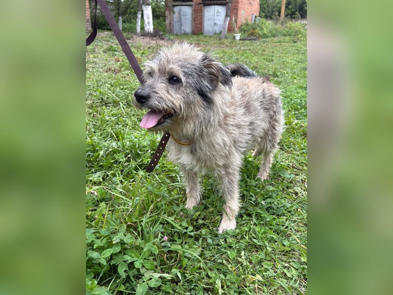 Tobi ❤️ ein lieber Schatz sucht Geborgenheit