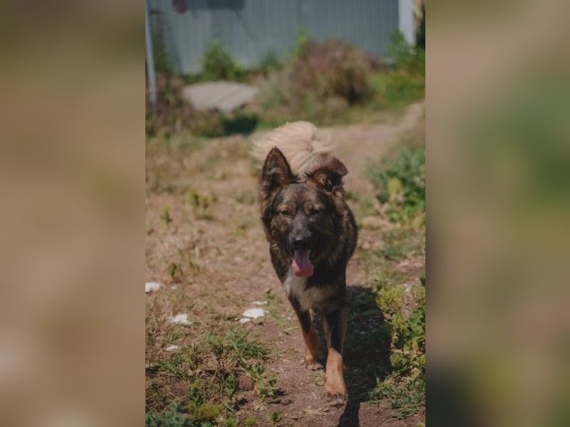 Druzhok ❤️ Kämpferherz sucht sein Zuhause