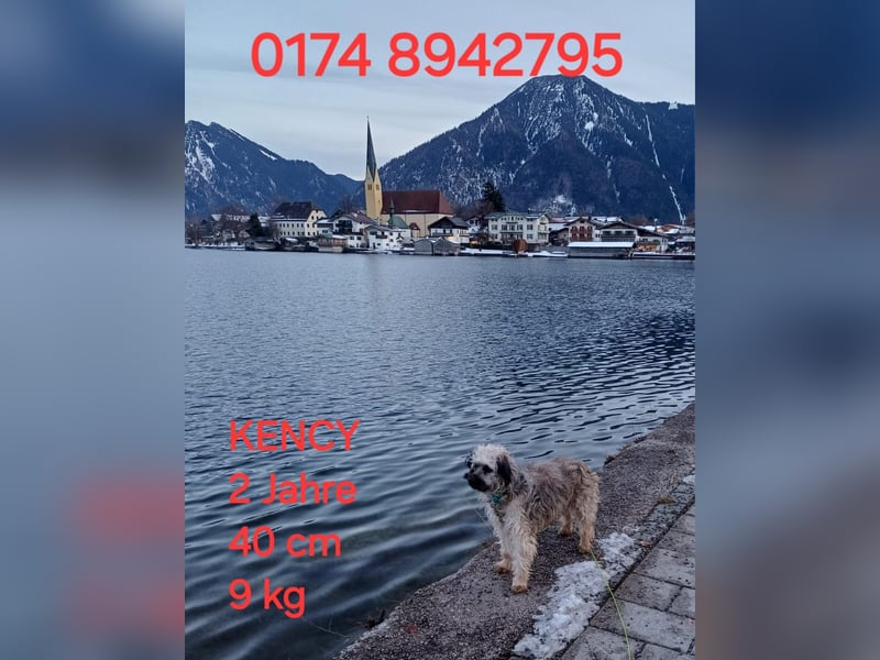 Kency sucht fröhliches Zuhause