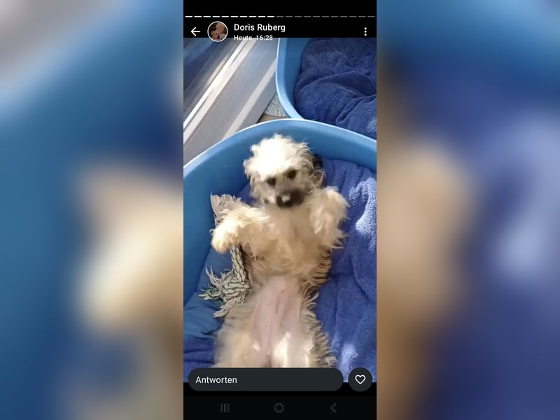 Kency sucht fröhliches Zuhause