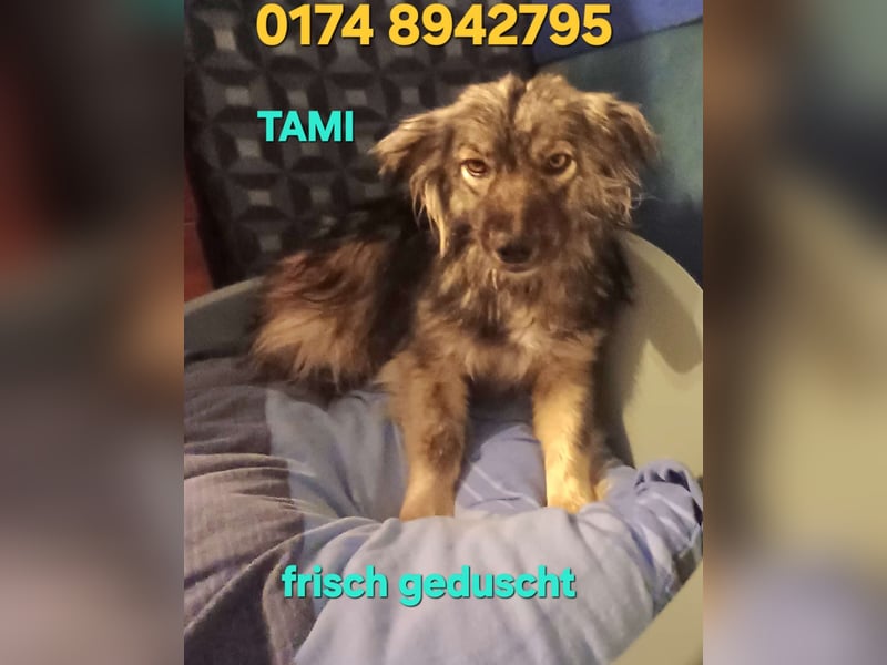 TAMI sucht liebevolles Zuhause