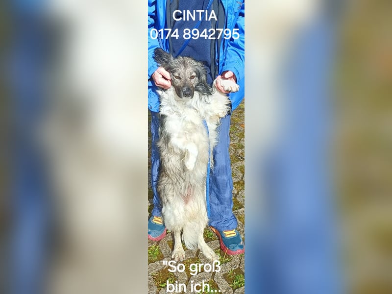 CINTIA sucht liebevolles Zuhause