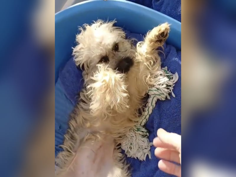 Kency sucht fröhliches Zuhause