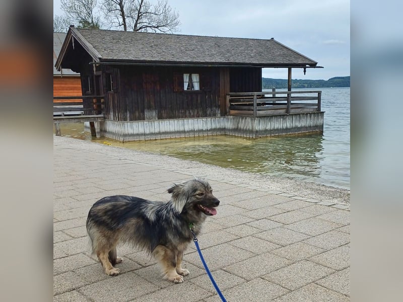TAMI sucht liebevolles Zuhause