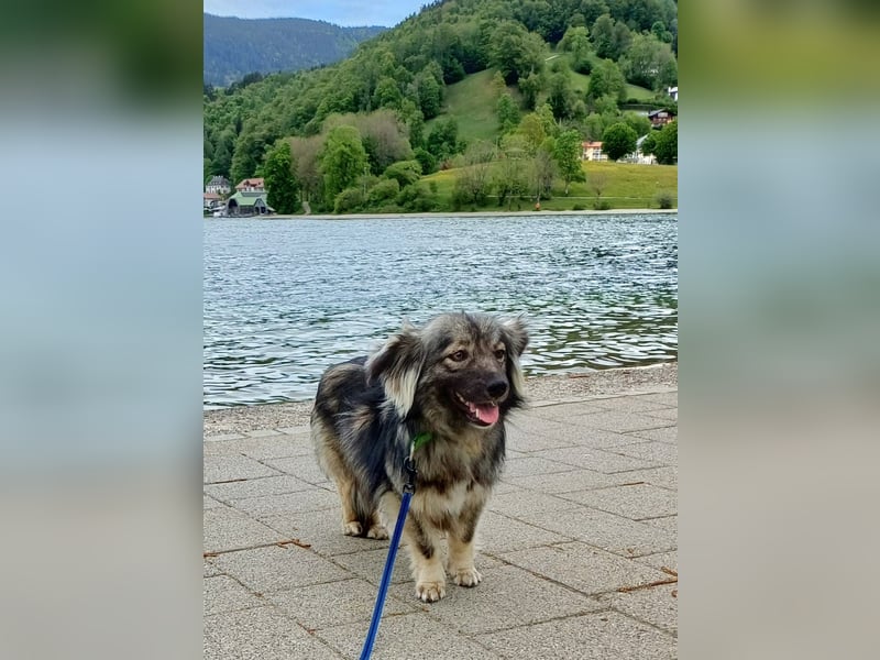 TAMI sucht liebevolles Zuhause