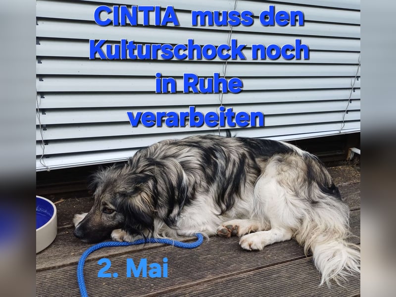 CINTIA sucht liebevolles Zuhause