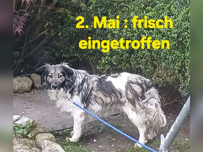 CINTIA sucht liebevolles Zuhause