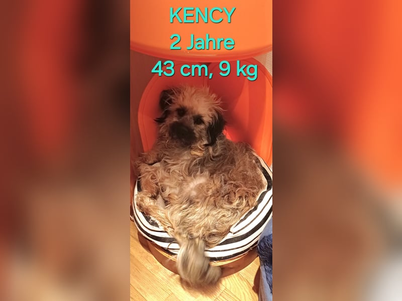 Kency sucht fröhliches Zuhause
