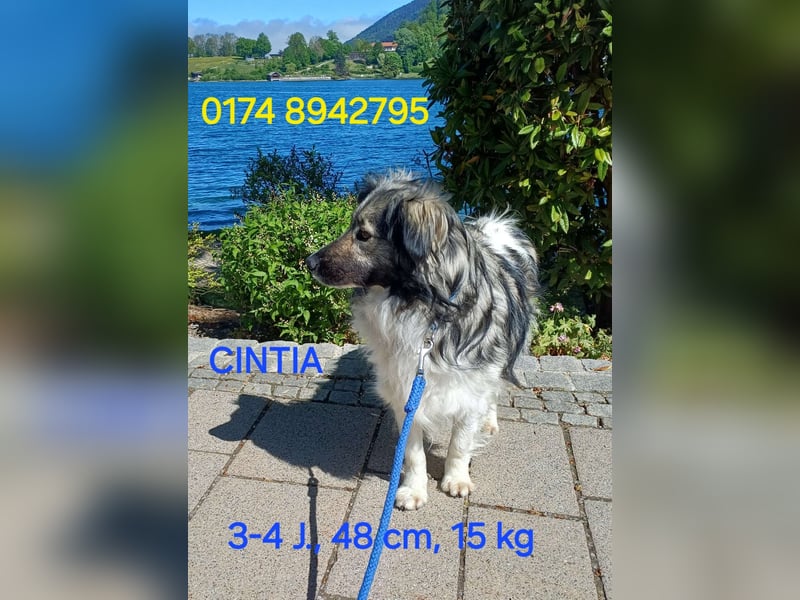 CINTIA sucht liebevolles Zuhause