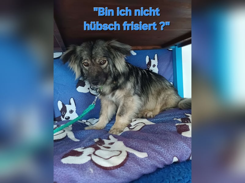 TAMI sucht liebevolles Zuhause