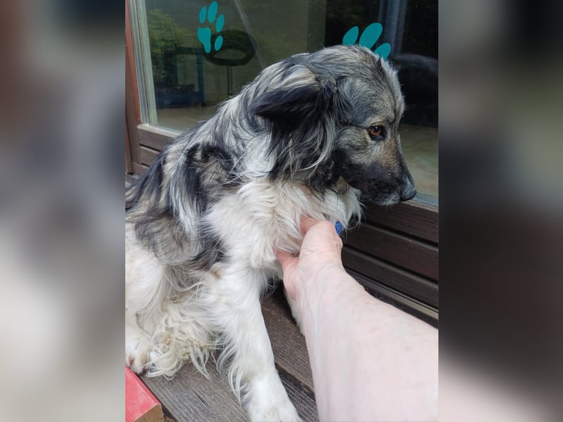 CINTIA sucht liebevolles Zuhause