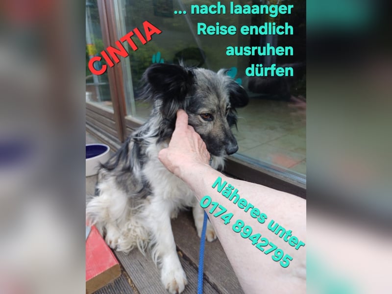 CINTIA sucht liebevolles Zuhause