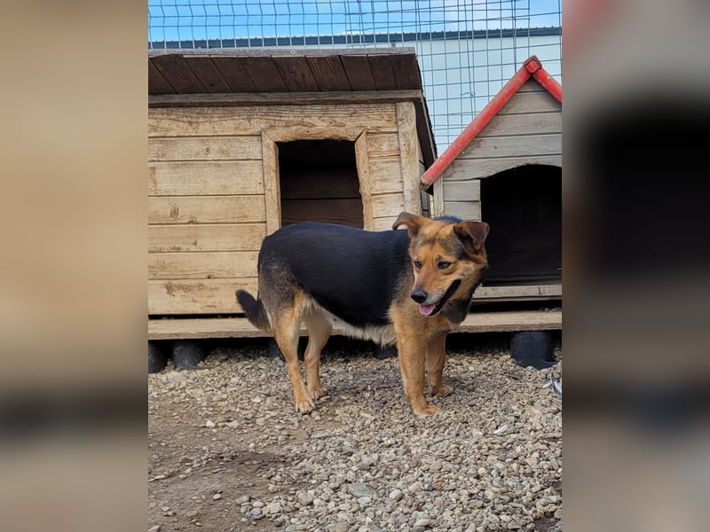 Sensible CHARLIE sucht ihre Menschen