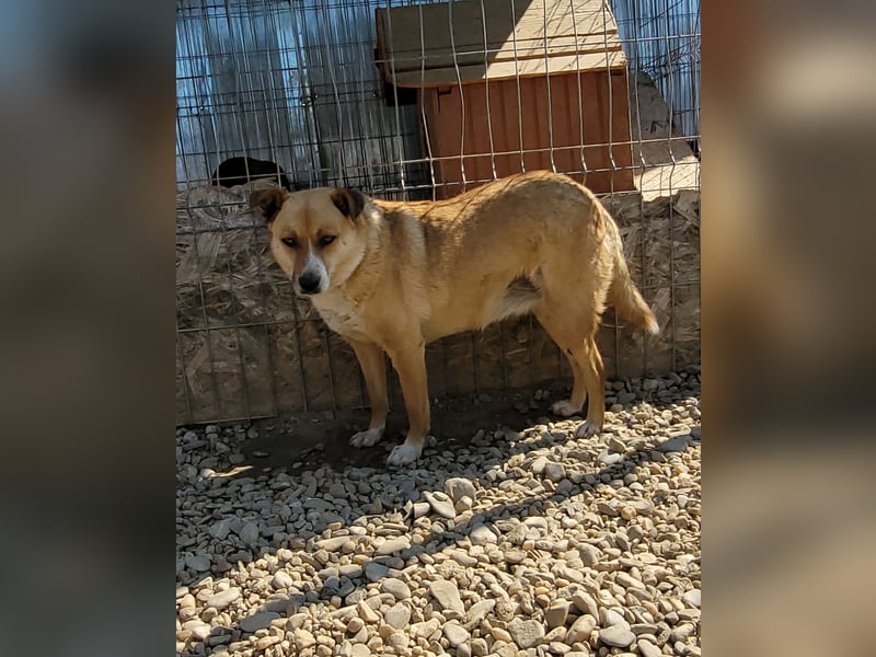 Schüchterne BELINDA