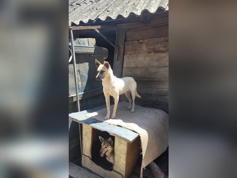 Nala sucht herzliches Zuhause