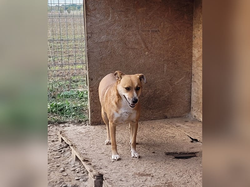 Schüchterne BELINDA