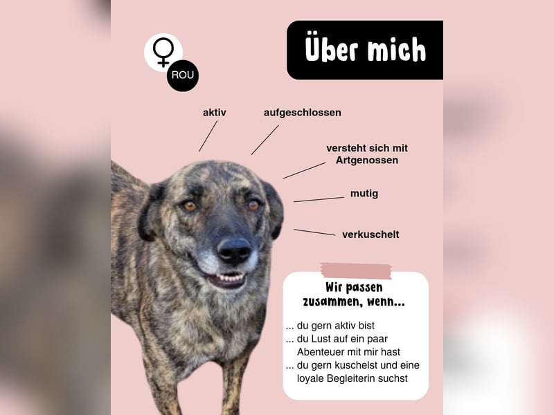 SANDY sucht Menschen zum kuscheln