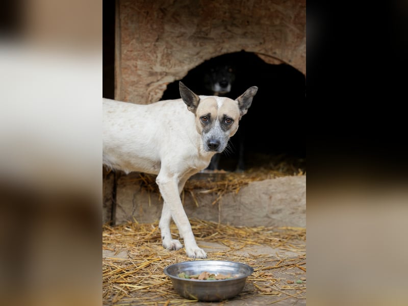 Nala sucht herzliches Zuhause