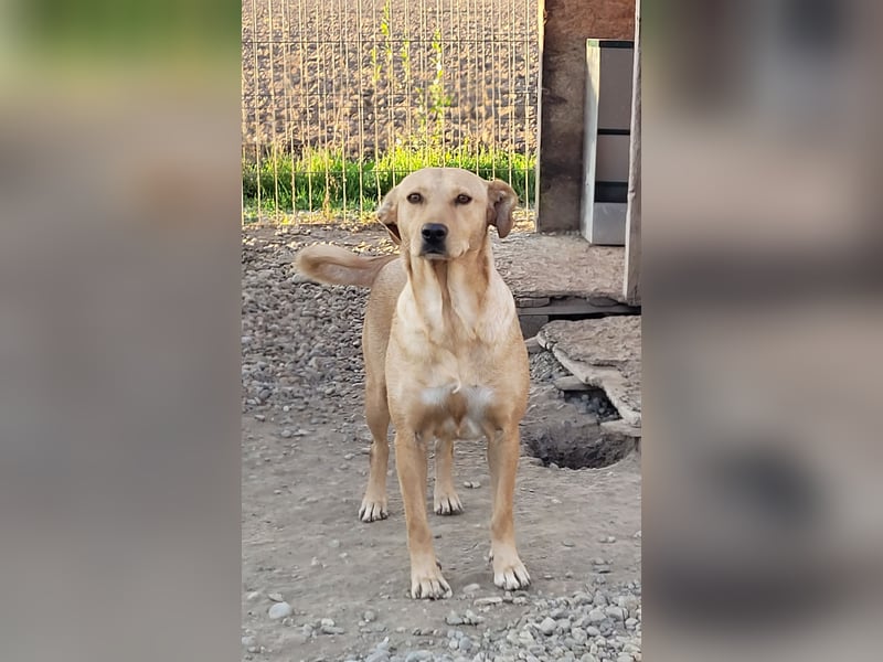 Schüchterne PUCHY sucht ein Zuhause