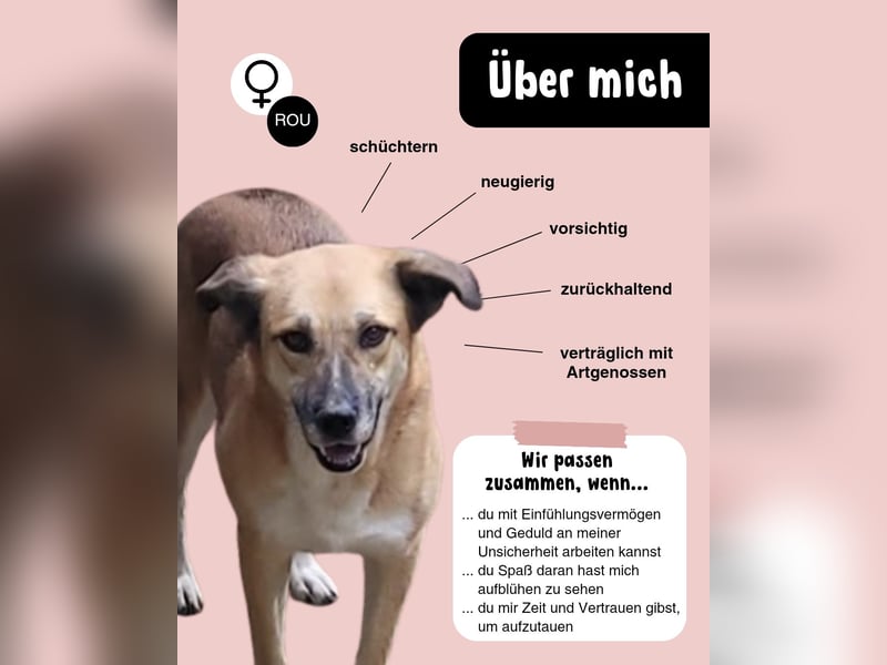 LISSY sucht ihre Menschen