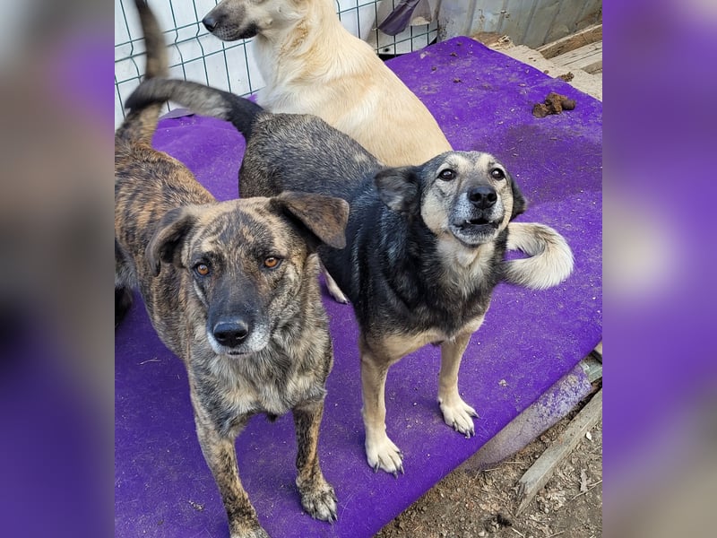 SANDY sucht Menschen zum kuscheln