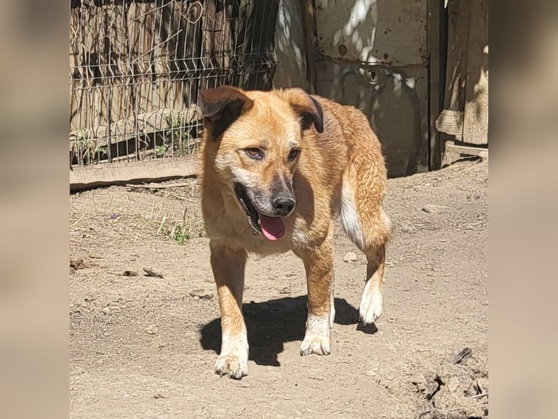 LISSY sucht ihre Menschen