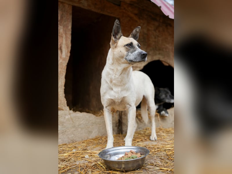 Nala sucht herzliches Zuhause