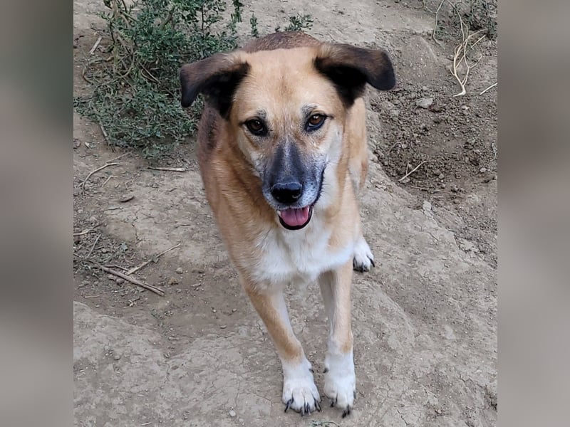 LISSY sucht ihre Menschen