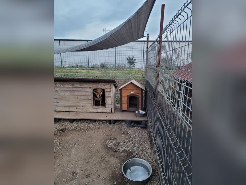 Sensible CHARLIE sucht ihre Menschen