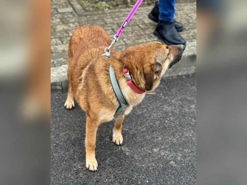 Knuffige Bettie sucht entspanntes Zuhause