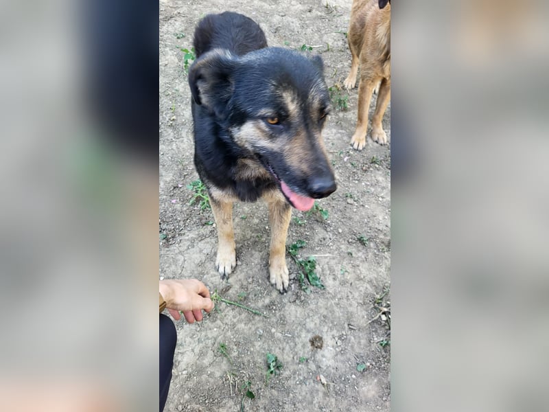 Treue SAMMY sucht ihr Zuhause